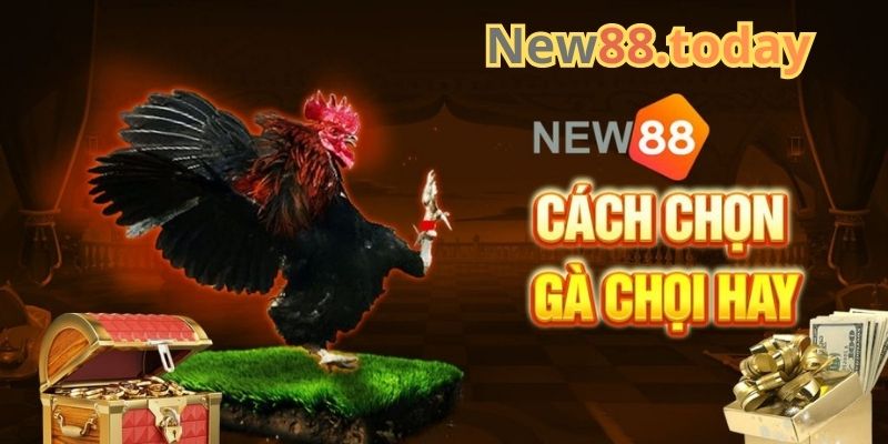 Kinh nghiệm chơi đá gà tại nhà cái đá gà NEW88