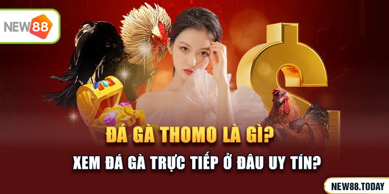 Đá gà Thomo là gì? Xem đá gà trực tiếp ở đâu uy tín?